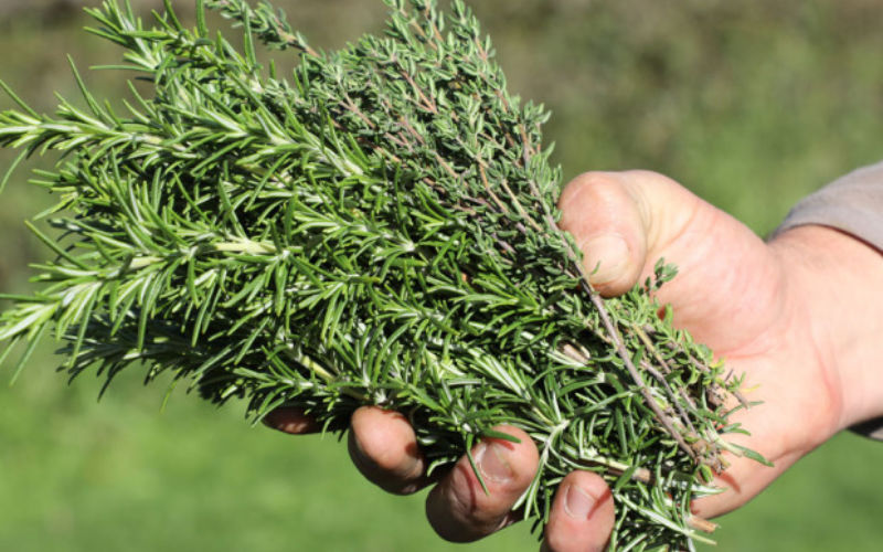 salmonella in thyme from Morocco