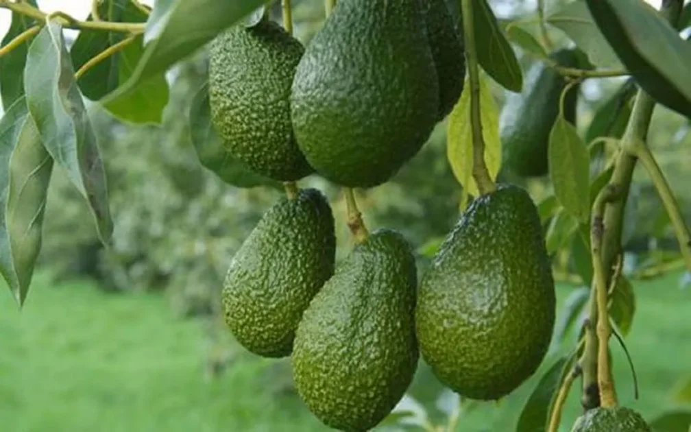 Avocat Marocain En France