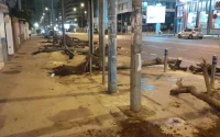 Casablanca : l'abattage d'arbres scandalise