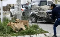 Maroc : faut-il abattre les chiens errants ?