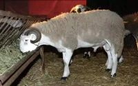Prix des moutons : l'Aïd al-Adha menacé au Maroc ?