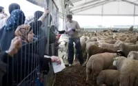 Aïd Al Adha au Maroc : les éleveurs redoutent les importations de moutons 
