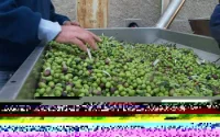 Maroc : alerte sur des ateliers clandestins d'olives menaçant la santé publique
