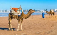 Vacances au Maroc : quand chevaux et chameaux gâchent les vacances