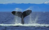 Tanger : Les baleines en danger dans le Détroit