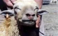Peste ovine : L'Aïd sauvé grâce à un vaccin marocain