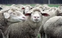 Peste ovine : Le Maroc demande l'aide de l'Europe