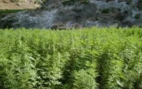 Les zones de culture du cannabis en fort recul au Maroc