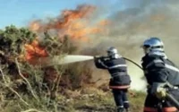Incendie : 20 hectares de forêt détruits à Chefchaouen
