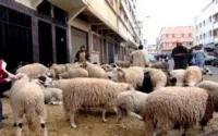 Aïd Al Adha 2009 : 7 millions de moutons disponibles