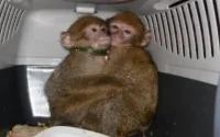 Deux bébés singes magot marocains saisis à Hendaye