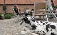 Insolite : la FRMF dogsitter pour Gerets 
