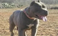 Bientôt une loi interdisant les chiens dangereux au Maroc 