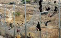 400 Subsahariens prennent d'assaut la frontière de Melilla