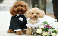 Insolite : un mariage de chiens fait polémique à Tanger