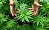 La légalisation du cannabis sauverait l'économie marocaine