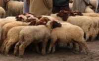 Israël achète des cornes de moutons au Maroc