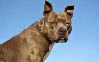 Insolite : un pitbull arrêté par la police marocaine pour vol et agression