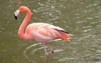 Dans le Sud marocain, des flamants roses aux confins du Sahara