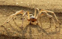 L'araignée acrobate marocaine à l'assaut de la planète Mars
