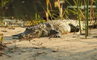 Un crocodile aperçu au fleuve Bouregreg, à Rabat