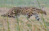 Un serval donné pour éteint au Maroc photographié dans l'Atlas
