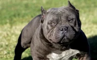 Une Marocaine séquestrée pendant 8 ans à l'aide d'un pitbull