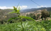 Le Maroc reste le premier producteur mondial de cannabis