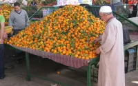 2 millions de tonnes d'oranges produites par le Maroc