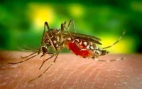 Le Maroc pas touché par le virus Zika