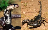 Attention, multiplication de morsures de serpents et de piqûres de scorpions au Maroc