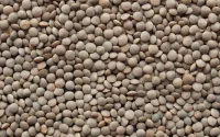 Maroc : pour faire baisser le prix des lentilles, le gouvernement suspend les droits de douane