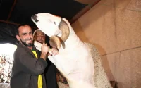 Aid Al Adha : combien va coûter le mouton au Maroc cette année ?