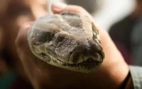 Insolite : des pythons saisis par les douaniers à Bab Sebta
