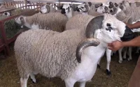 Maroc : 4 millions de bovins prêts à être sacrifiés pour l'Aid al-Adha