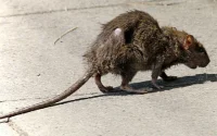 Casablanca : 20 millions de dirhams contre les rats