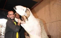 Aïd al-Adha 2019 : des éleveurs devant la justice