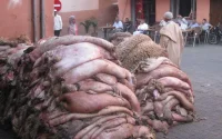 Maroc : très lucratif business de la peau de mouton