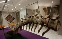 Maroc : les restes de dinosaures pillés !