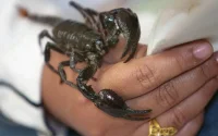 Safi : décès d'un bébé de 15 jours piqué par un scorpion