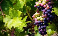 Viticulture : 200 millions de dirhams par an pour l'exportation par le Maroc