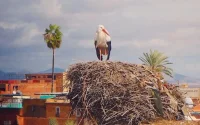 Kénitra : la cigogne à préserver à tout prix