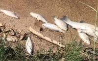 Maroc : mort suspecte de centaines de poissons près d'Agadir