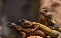 Un vivarium au zoo de Rabat