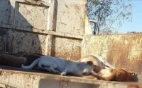 Maroc : malgré l'interdiction, l'abattage des chiens continue