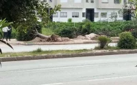 Des arbres arrachés, les Casablancais en colère
