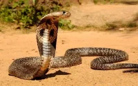 Les serpents sèment la panique à Sidi Slimane