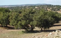 Tiznit : plantation d'une centaine d'hectares d'arganiers