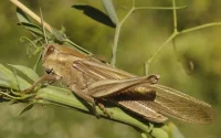 Alerte ! Les criquets sont de retour au Maroc