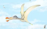 Trois nouvelles espèces de dinosaures volants découvertes au Maroc